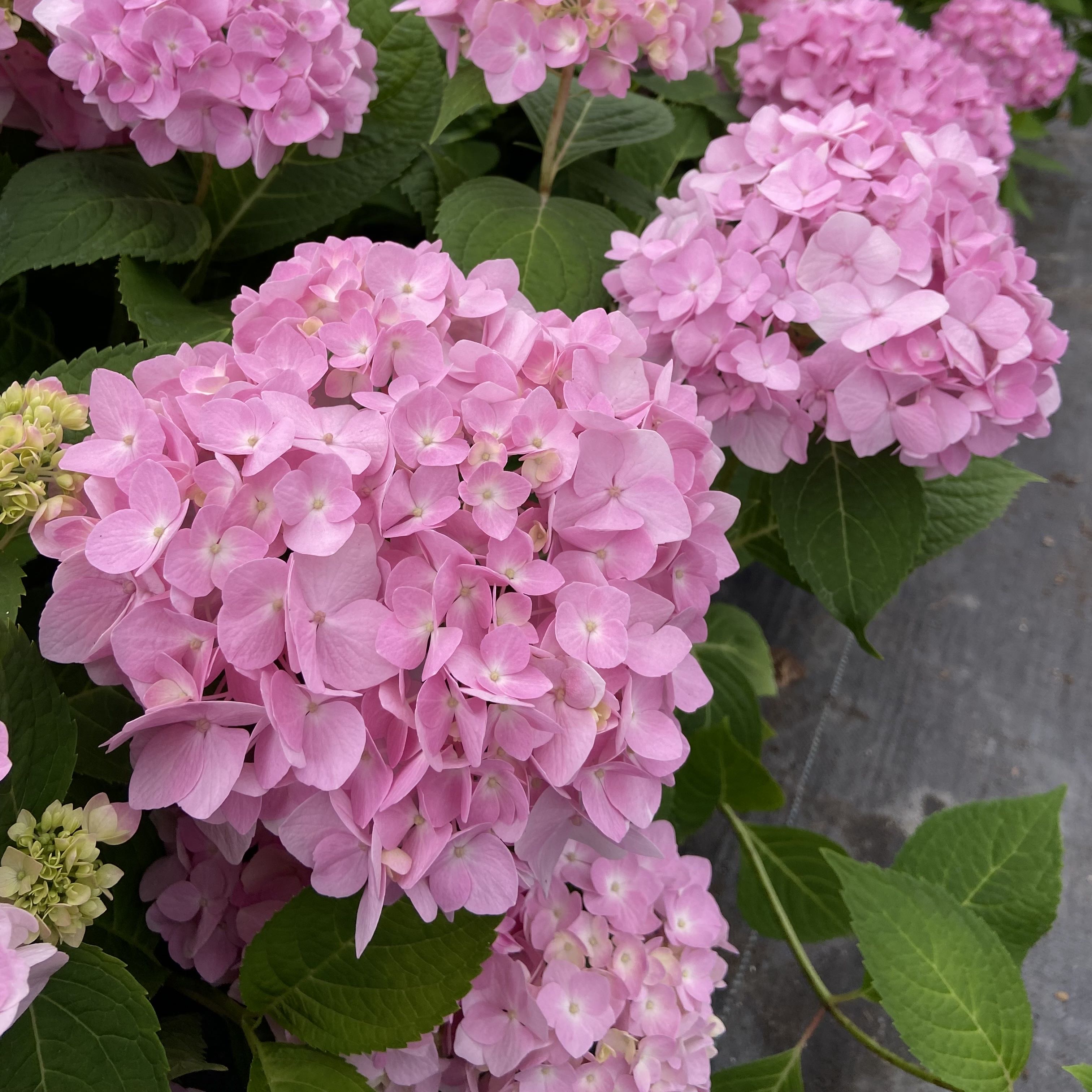 火星的花园/无尽夏粉色/7厘米盆新老枝绣球/可以开花