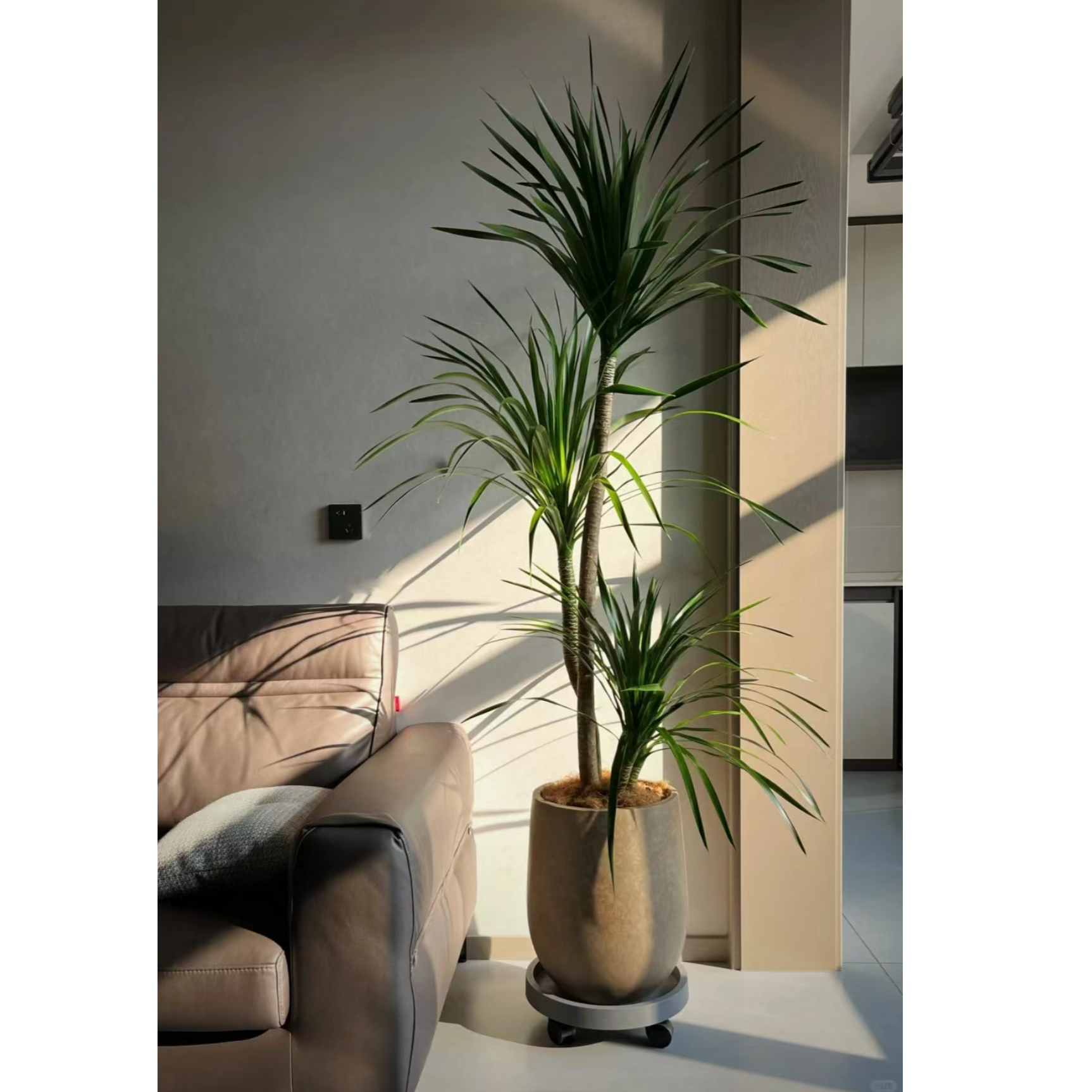 直播间一物一拍龙血树盆栽绿植好养网红龙须树室内大型植物