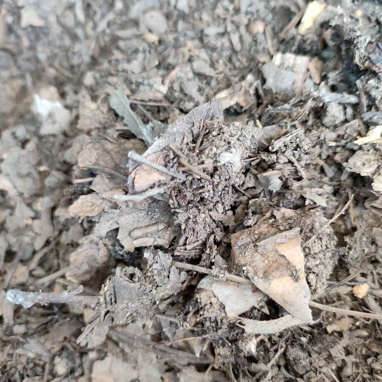 兰花植料，天然松针腐叶土5斤