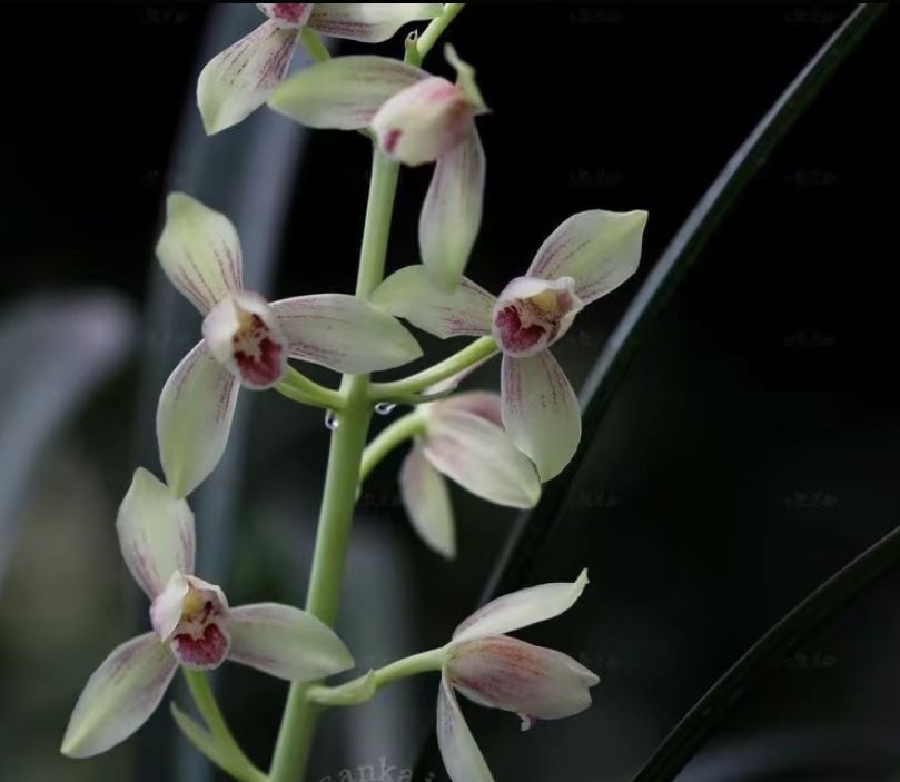 秋榜茶城仙子大囍兰花