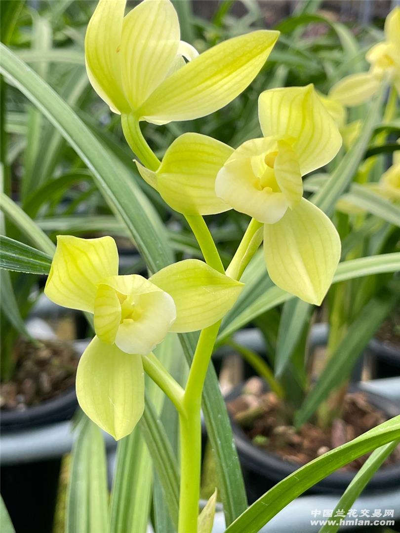 春剑逸心大囍兰苑