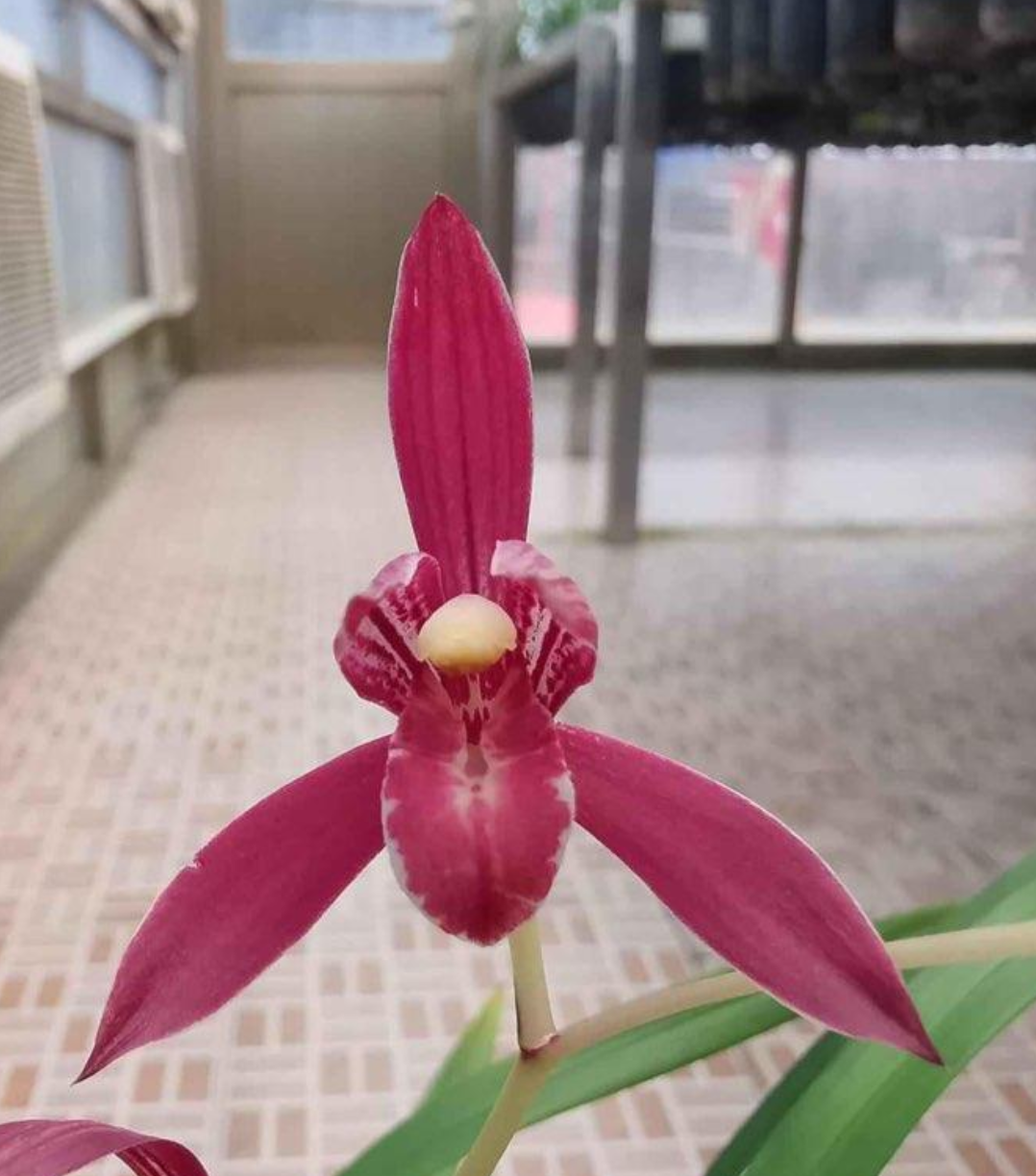 建兰好日子大喜兰苑