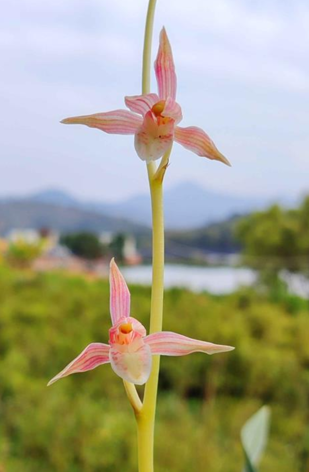 墨兰玉妃皇后大囍兰苑盆栽