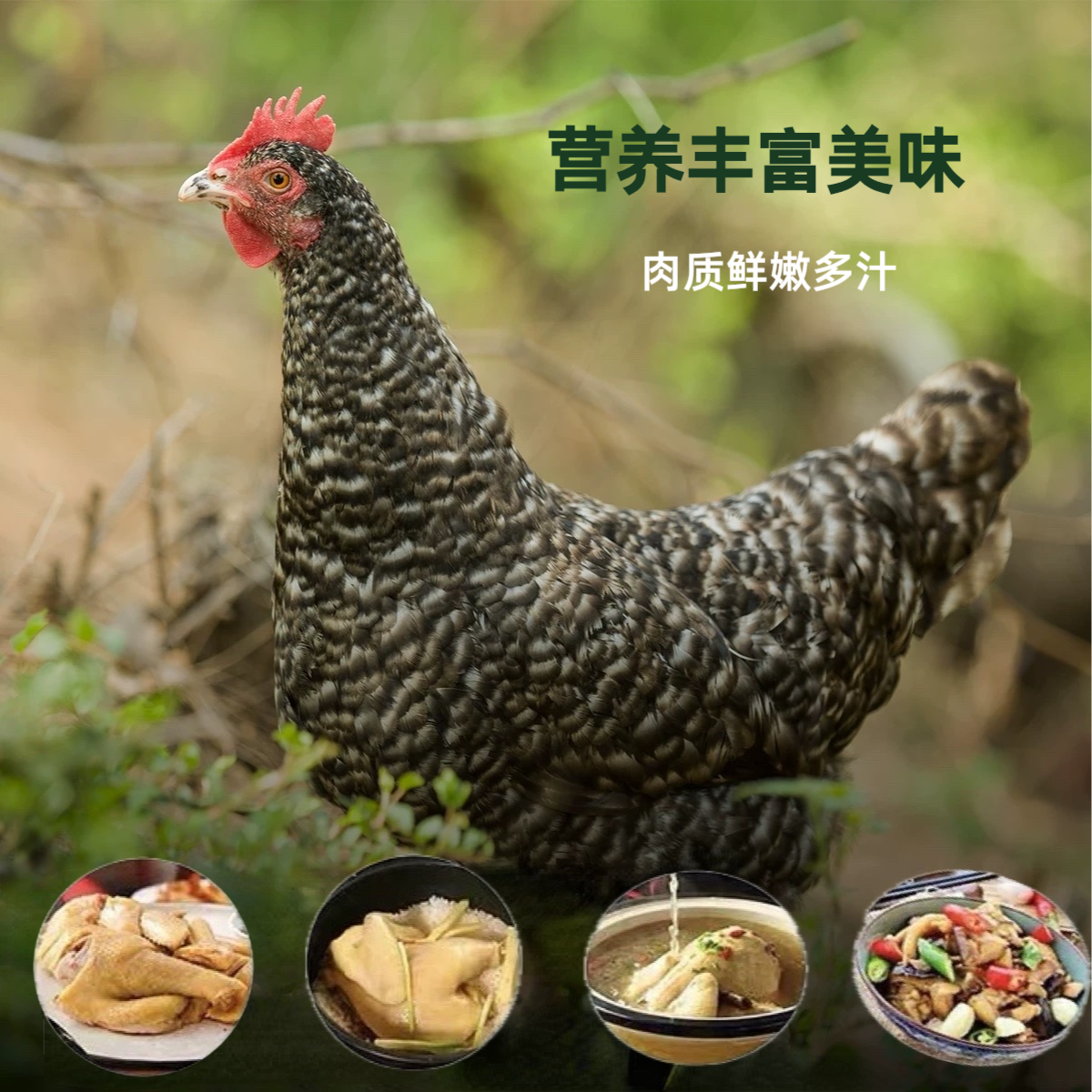 正宗/汶上芦花鸡/白腿/白爪/青年鸡/生鲜/营养美味/包邮