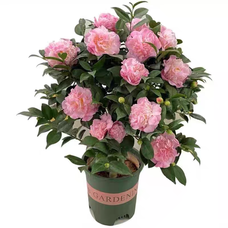 庭院种植耐寒香妃茶花浓香型大花生长花卉香味早春茶花树开花养护