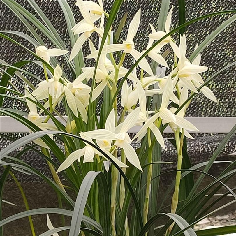 全义兰花一物一拍