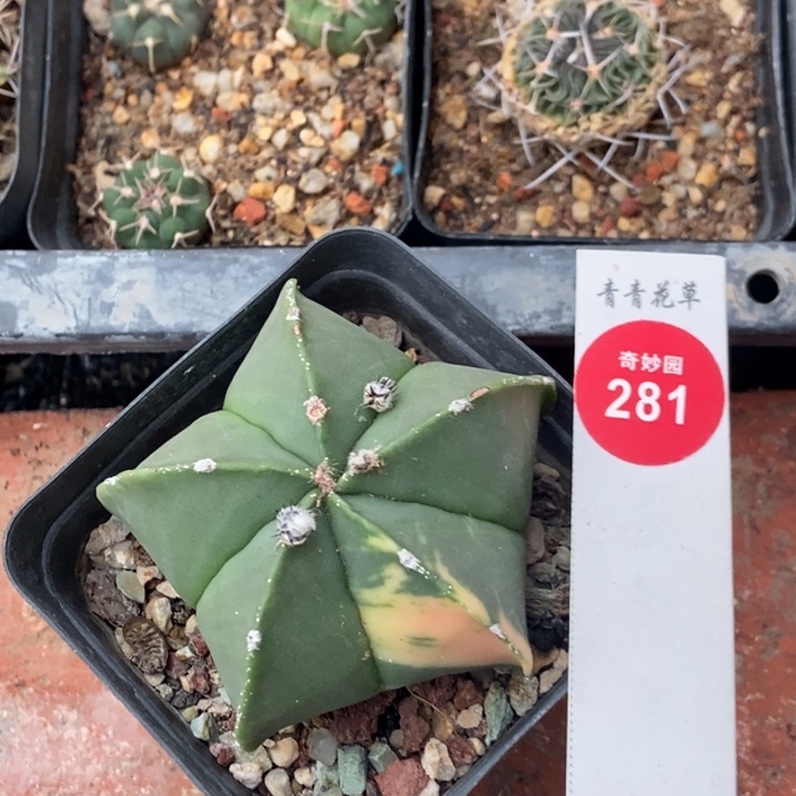 鸾凤玉锦一颗66885