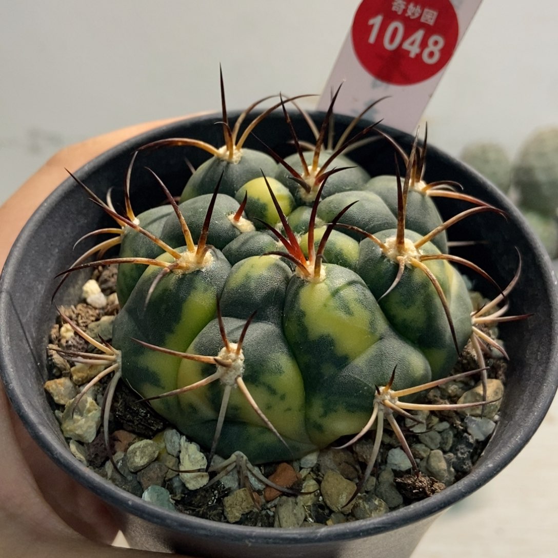实生天紫玉锦6cm