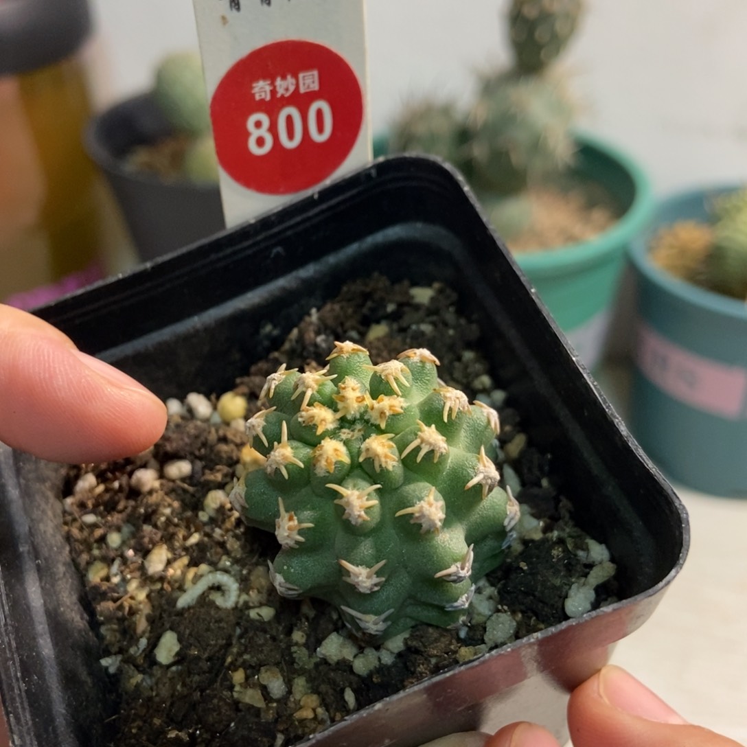 实生短豪七巧柱3cm