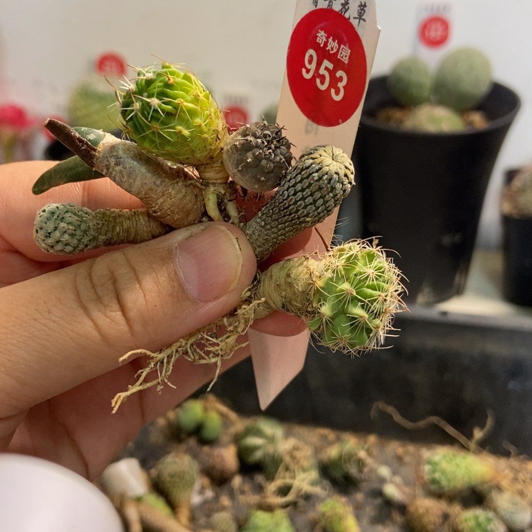 六颗混合球5367756