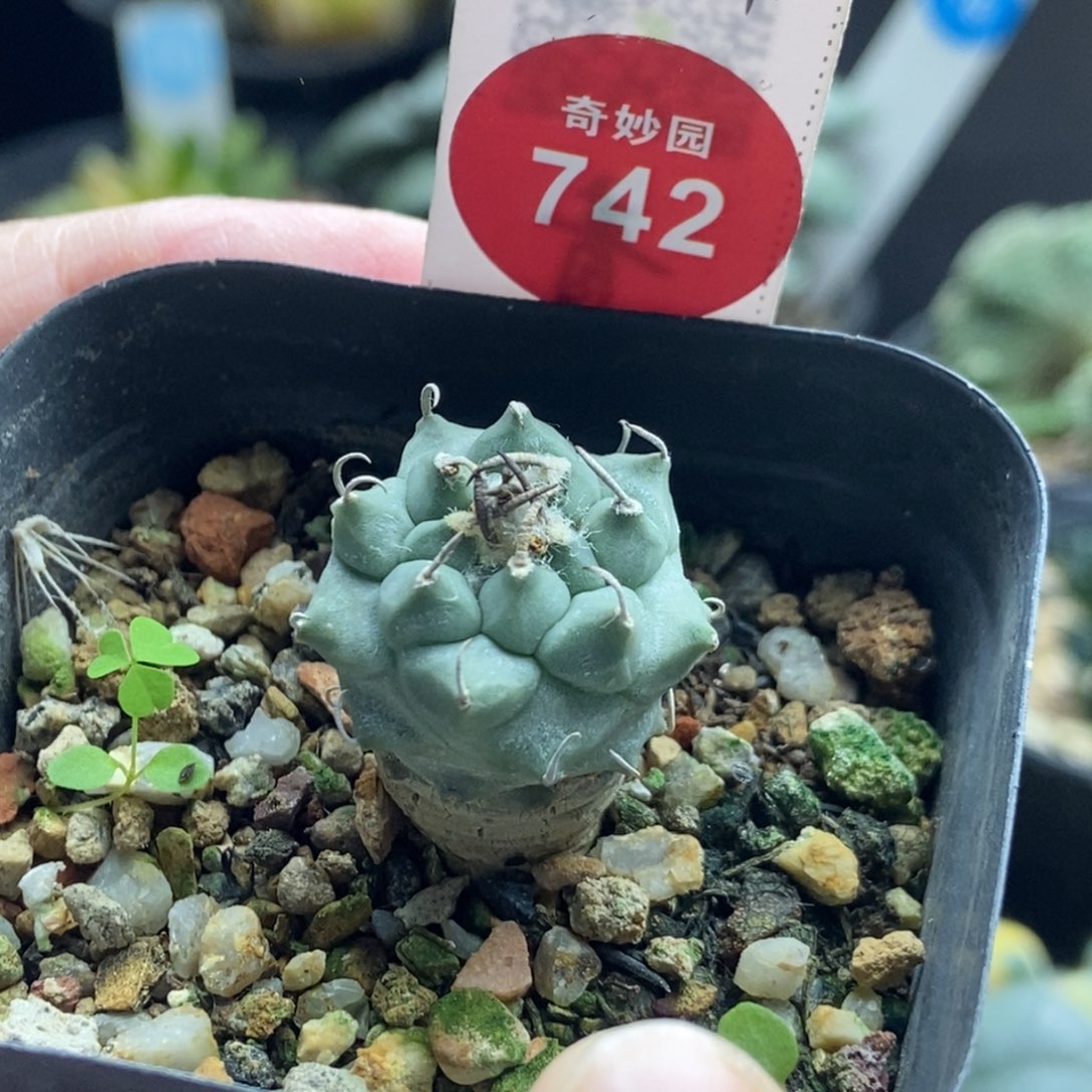 实生南格瑞特娇丽2.3cm