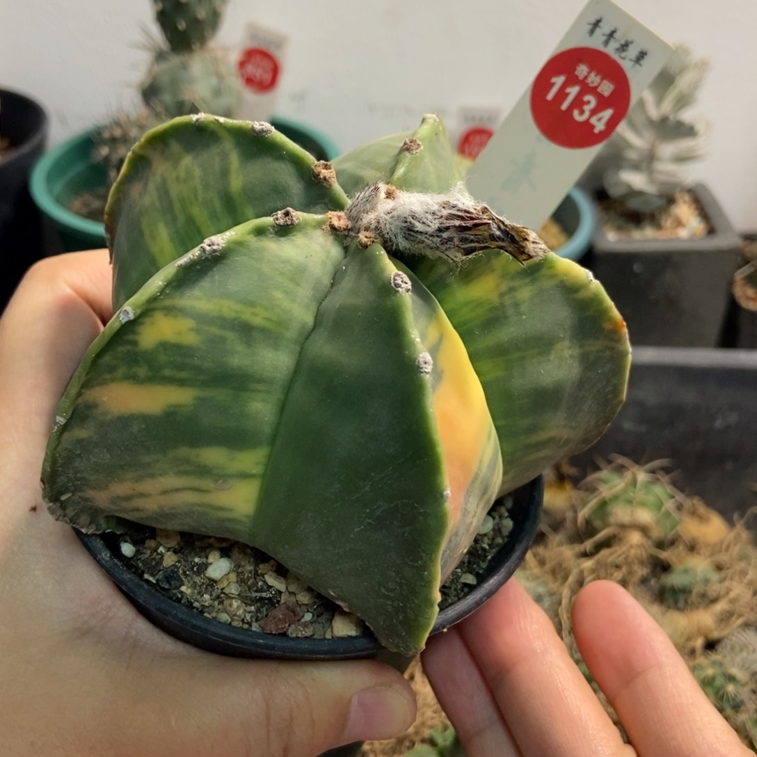 实生鸾凤玉锦10cm