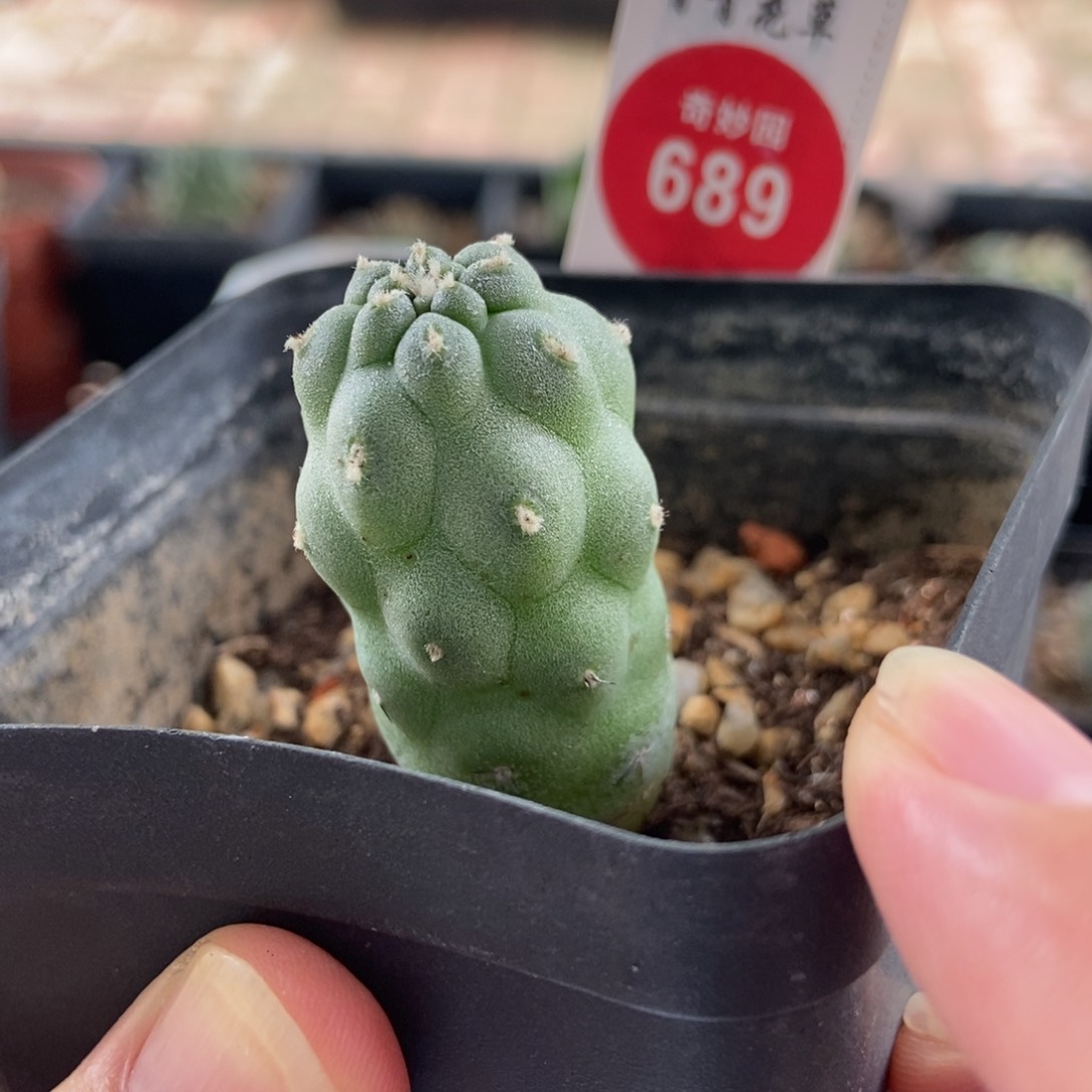 实生习志野2.2cm