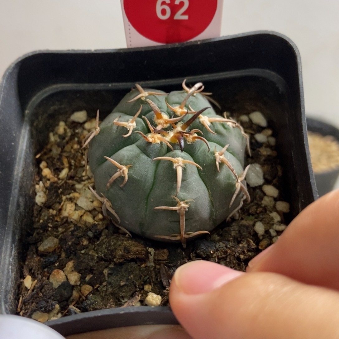 自根猫爪3.6cm一棵仙人球
