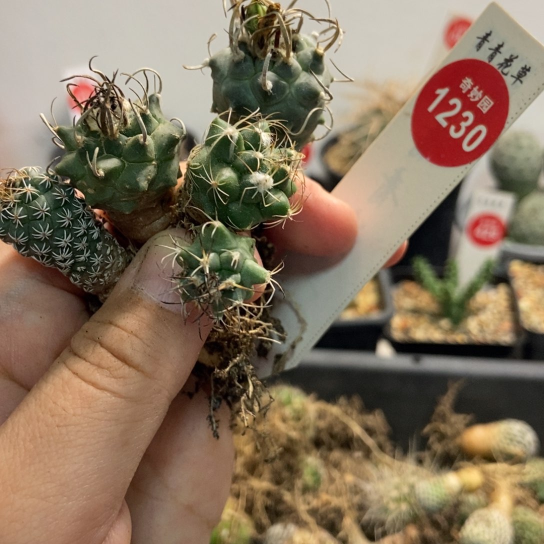 优选娇丽四颗5657855