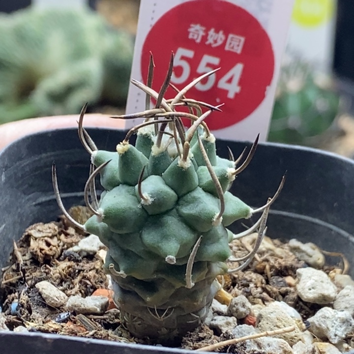 实生碳刺升云龙娇丽2cm