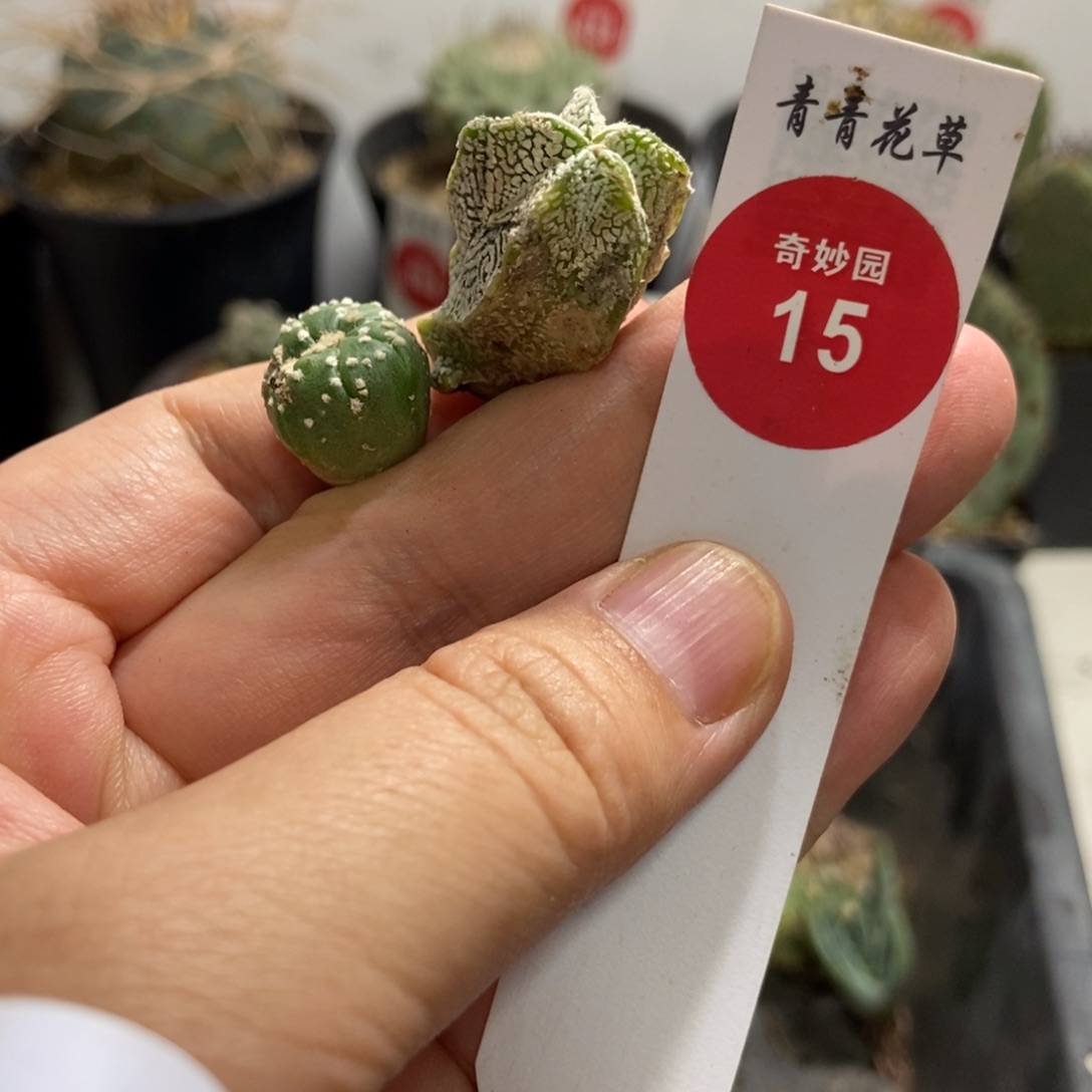 两颗有斑8368856