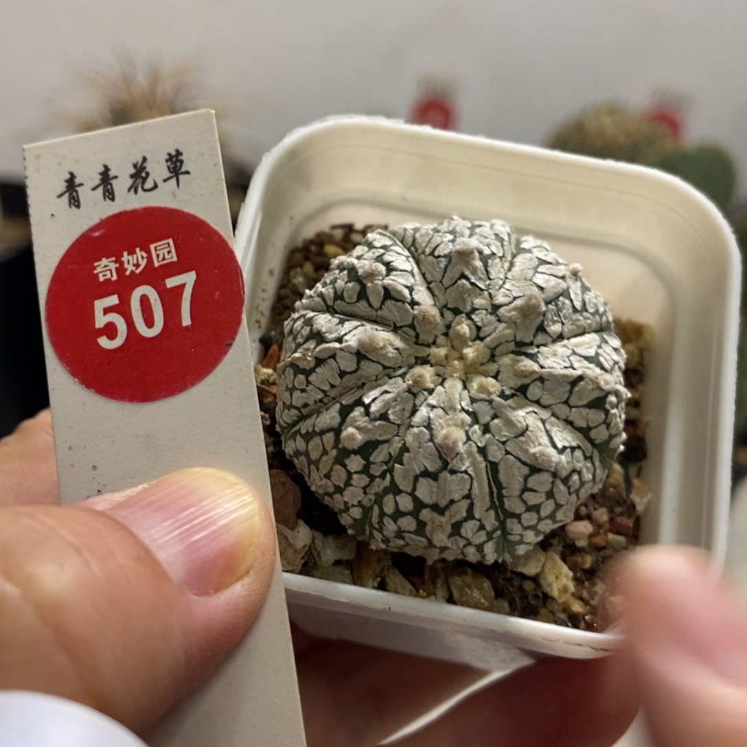 自根超v兜3.5cm一棵仙人球