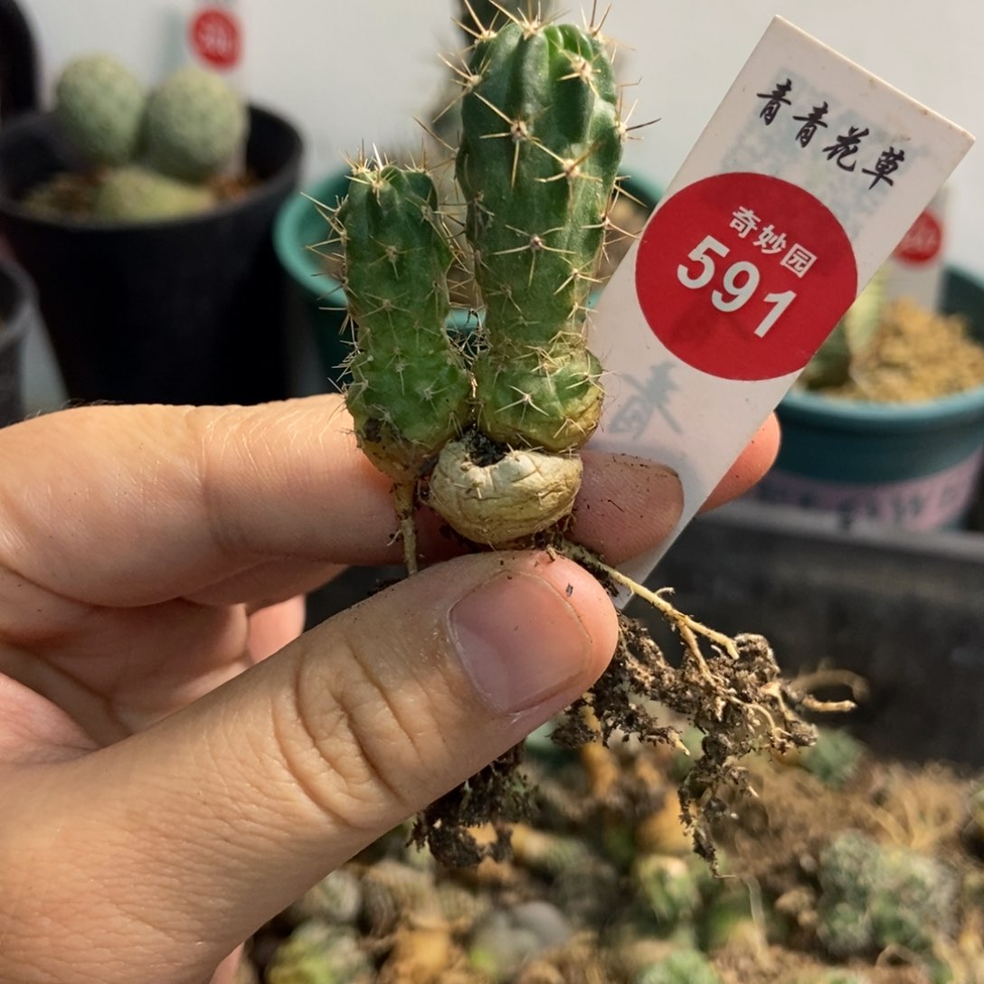 实生双头狂风丸一颗仙人球有小疤