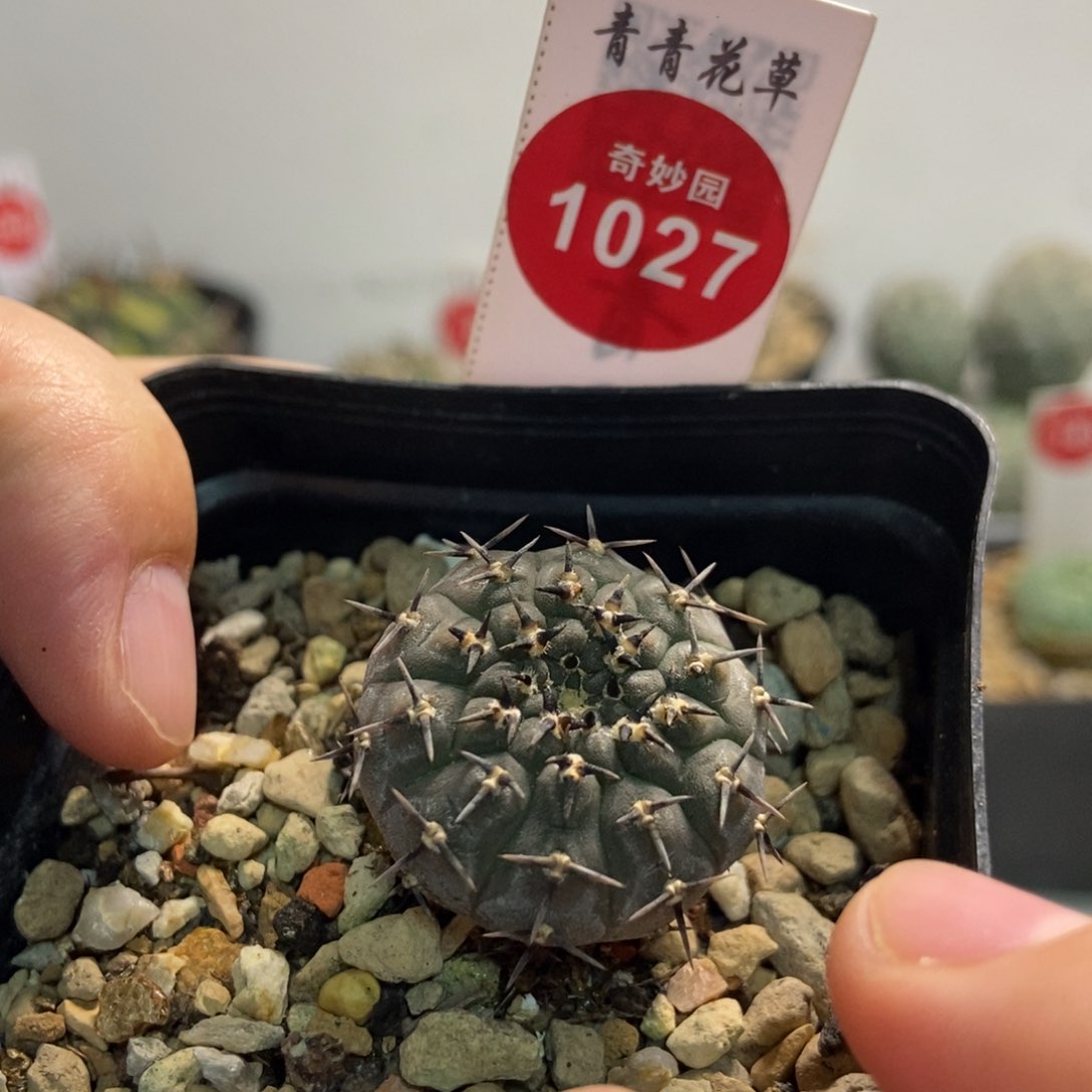 实生黑刺凤头2.5cm