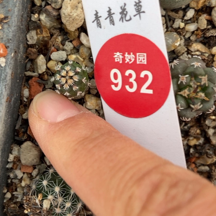 【闪购商品】实生短豪青花虾