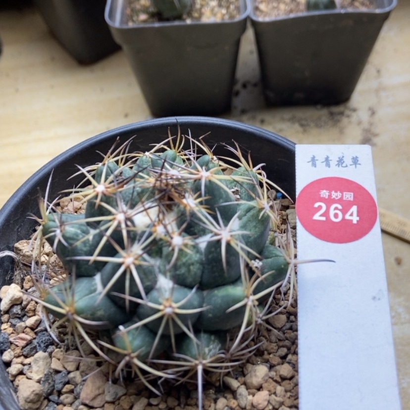 【闪购商品】实生天司象牙6cm有晒斑