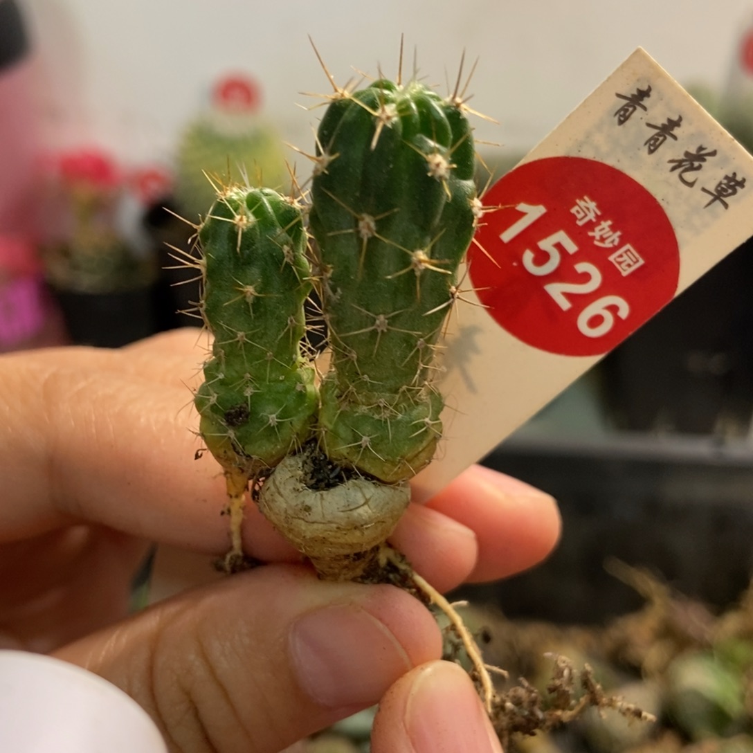 双头狂风丸有小疤