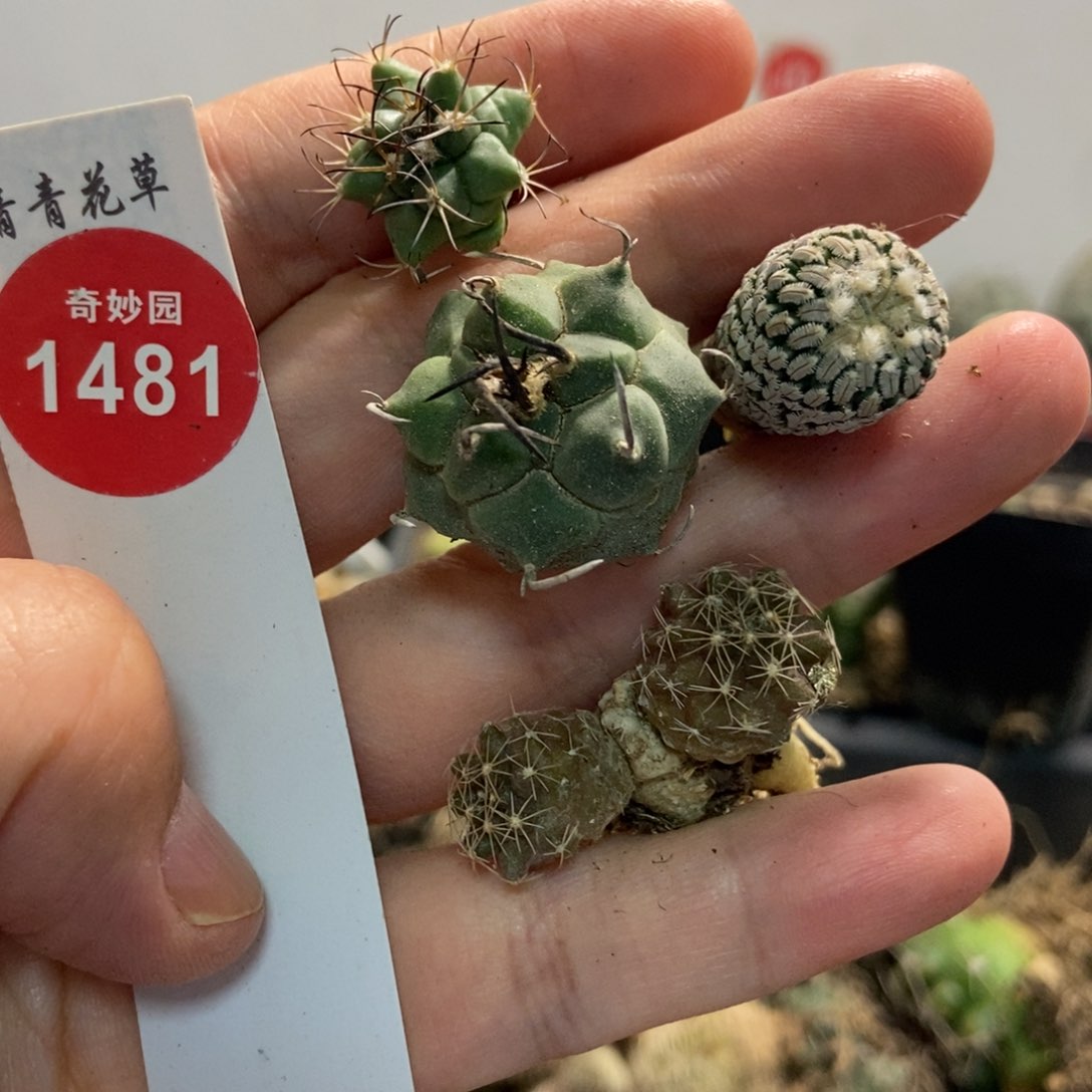 四颗仙人球53577288