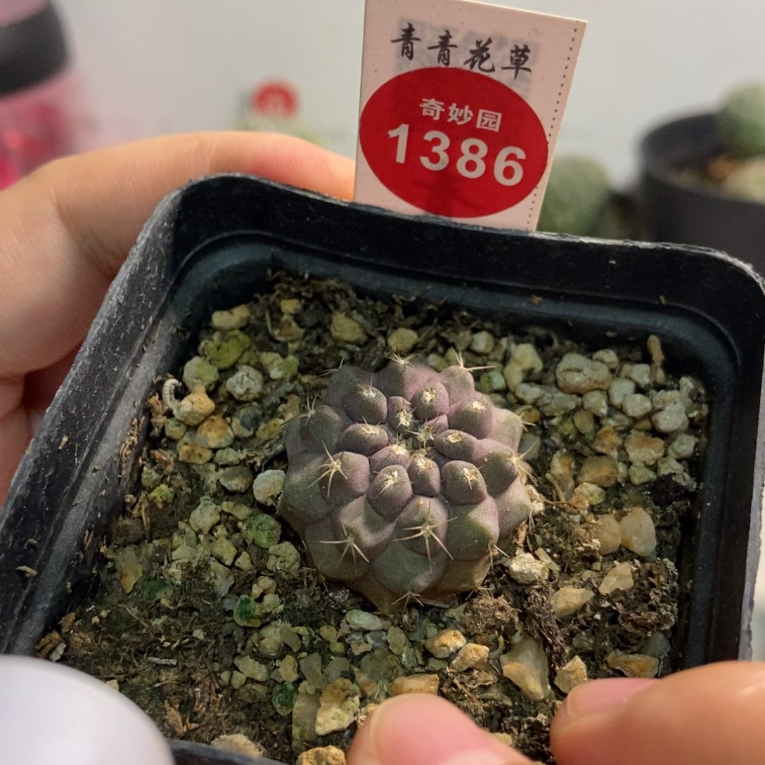 实生精品智利球2.8cm