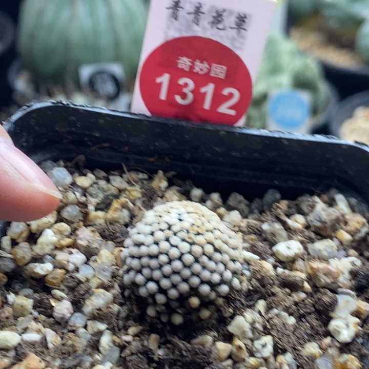 自根松针牡丹1.7cm