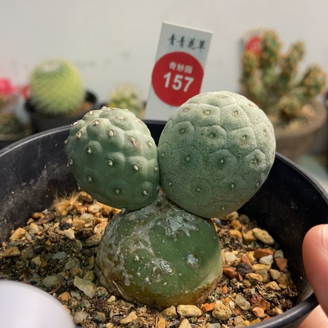 自根无刺米奇习志野群有雀斑3.7cm