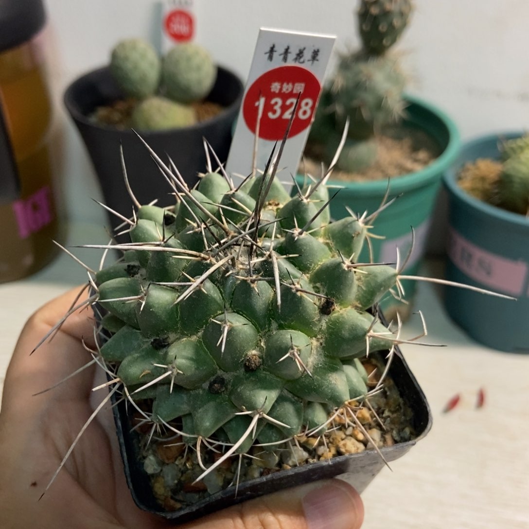 实生狂刺瓦格纳乳突6.6cm