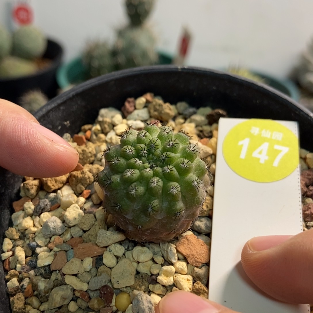 实生豹头2.5cm一颗仙人球属