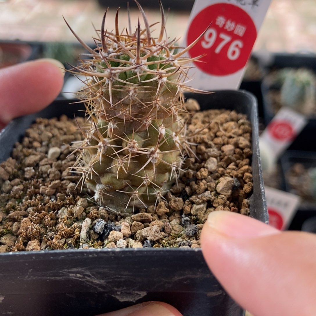 实生特选精品狂刺伍佰津玉2.6cm