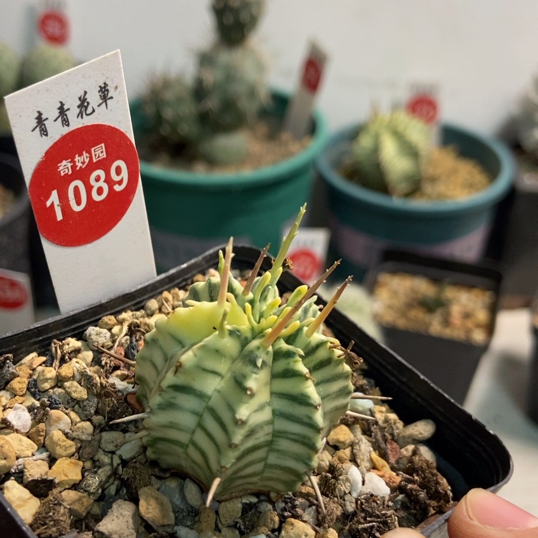 斑马锦3.3cm一颗