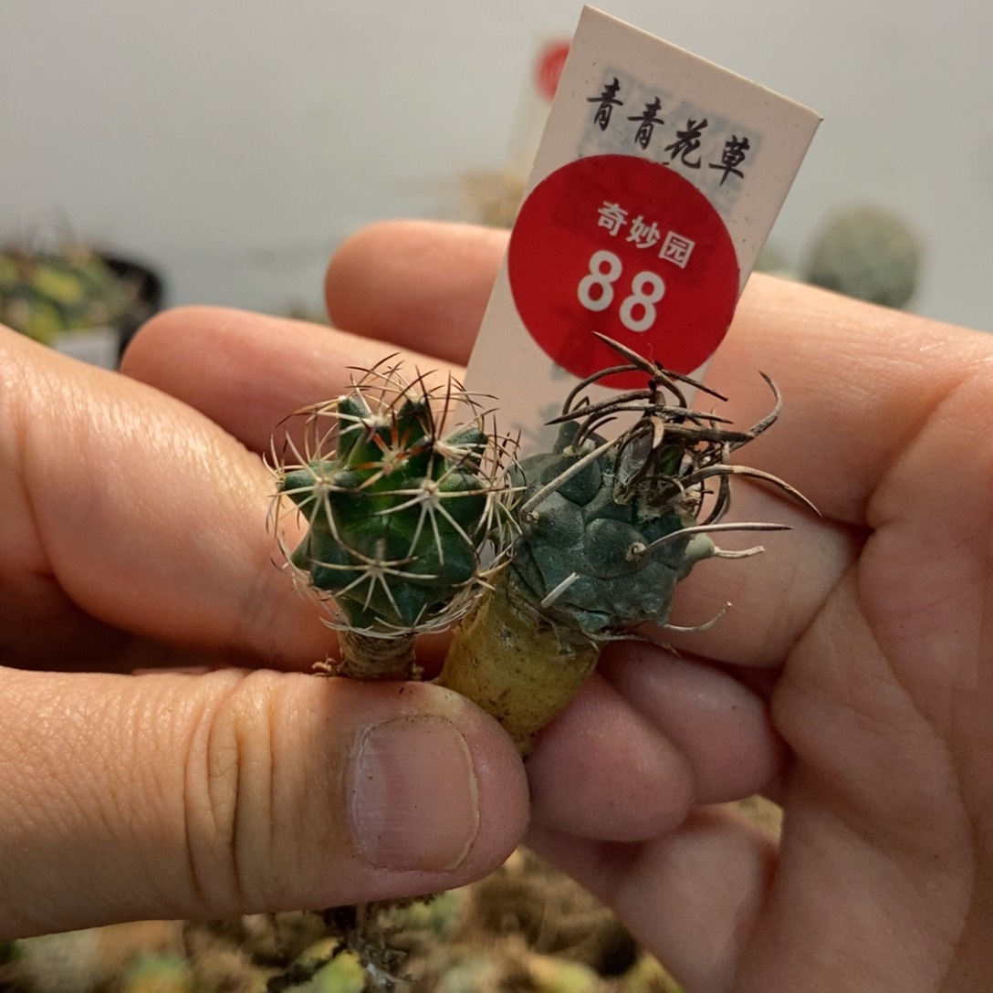两颗球56675588仙人球