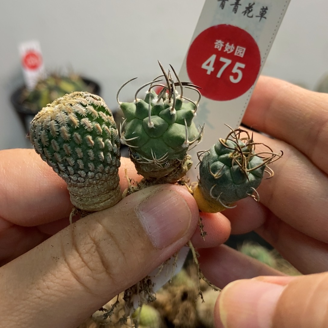 三颗球一颗仙人球
