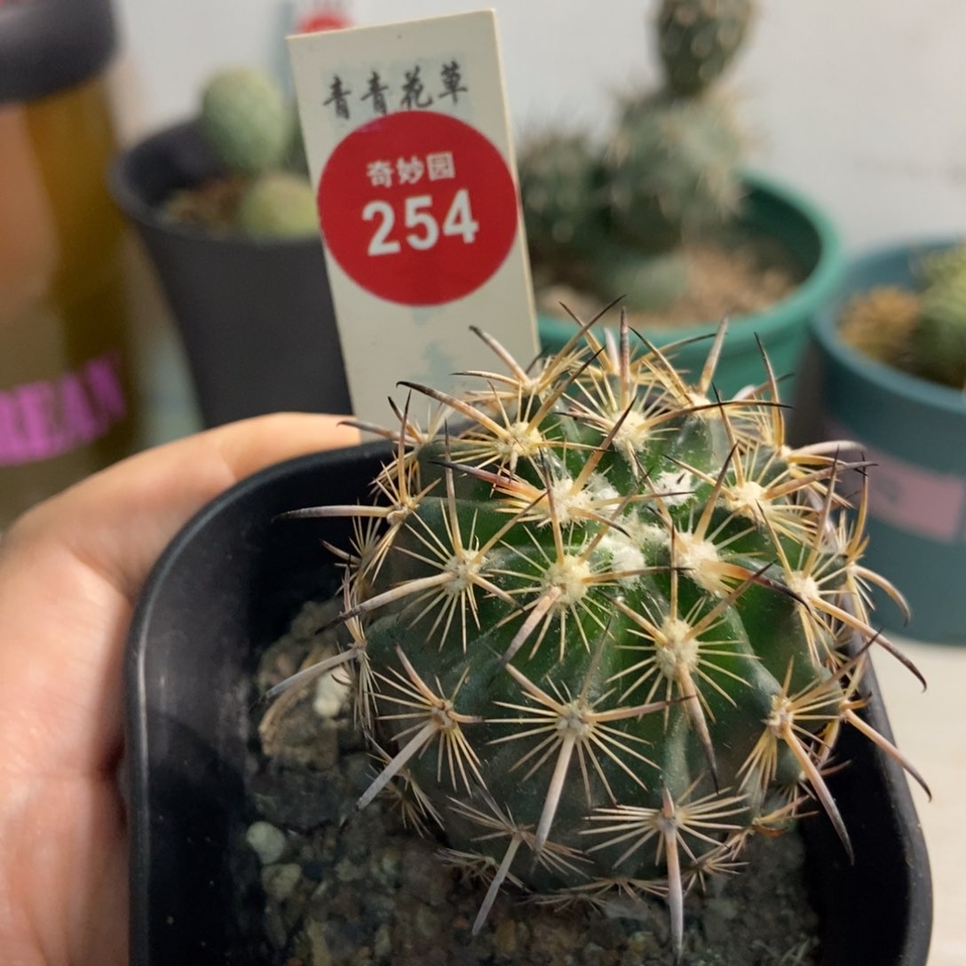 实生狂刺琥爪球一颗4.5cm