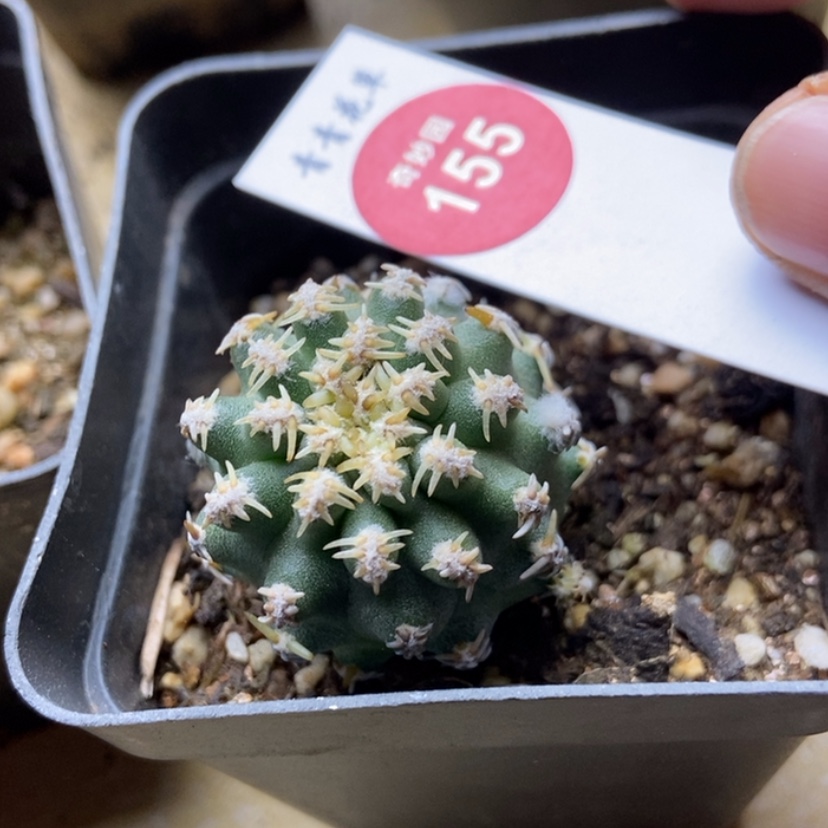 【闪购商品】第****鸦七巧柱