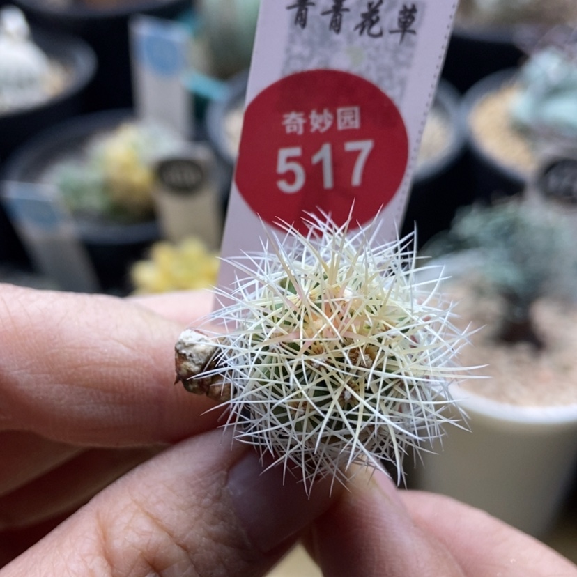 【闪购商品】优选刺球