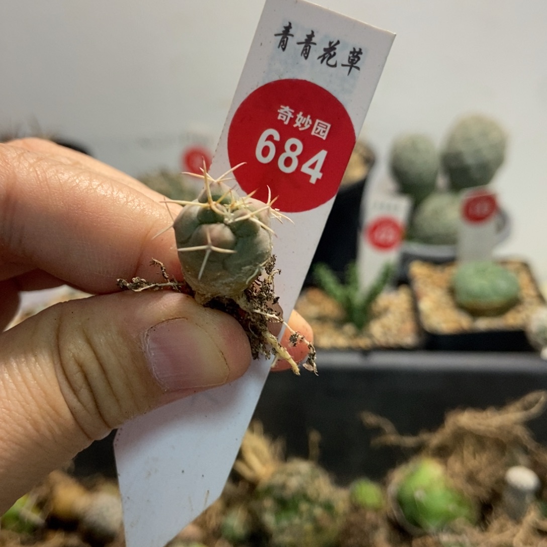 实生两年半大祥冠
