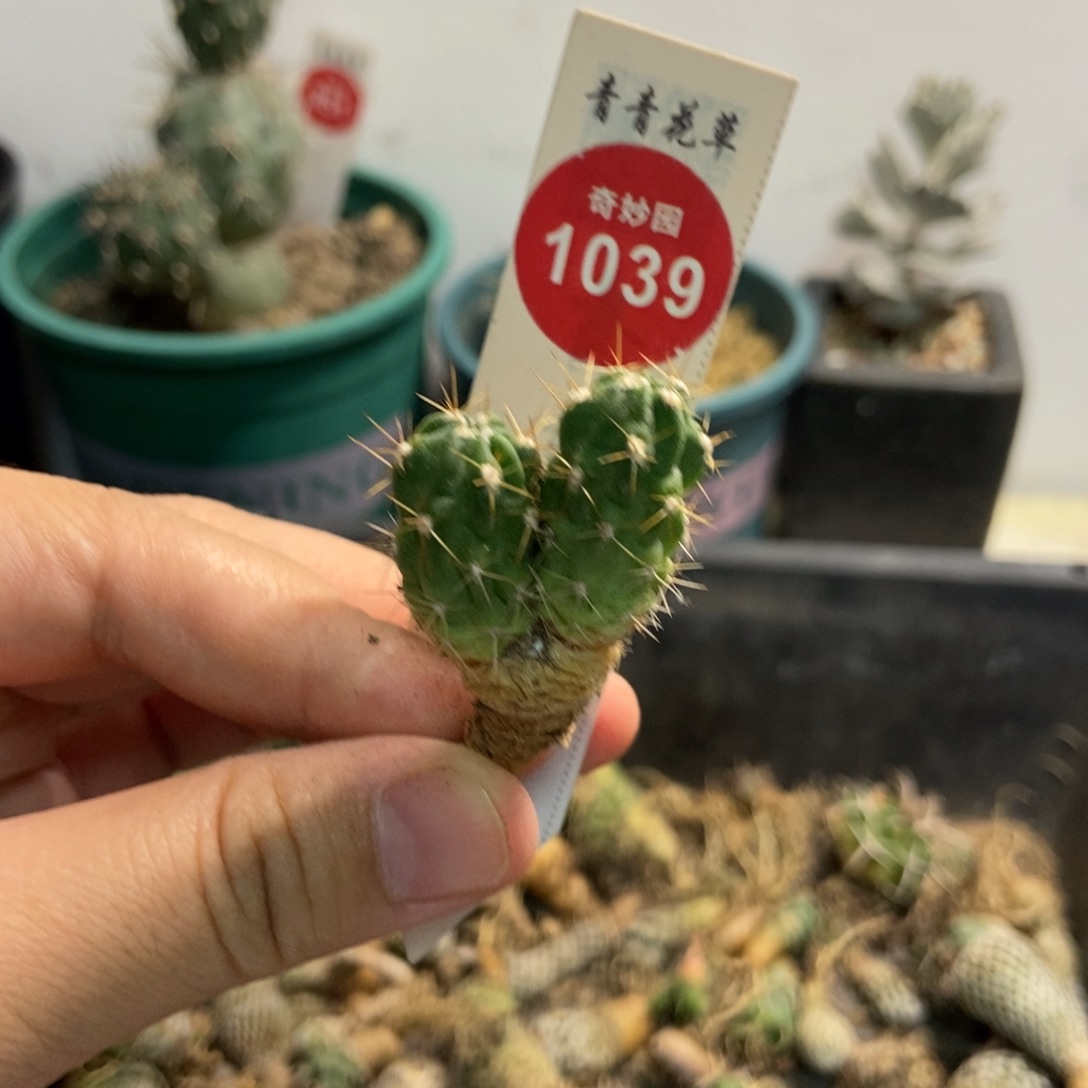 实生双头狂风丸一颗仙人球