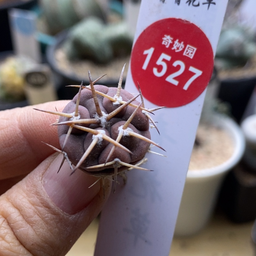 【闪购商品】实生刺球