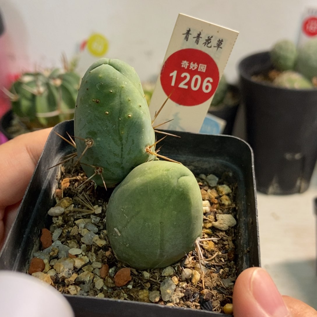 自根双头程程柱一颗