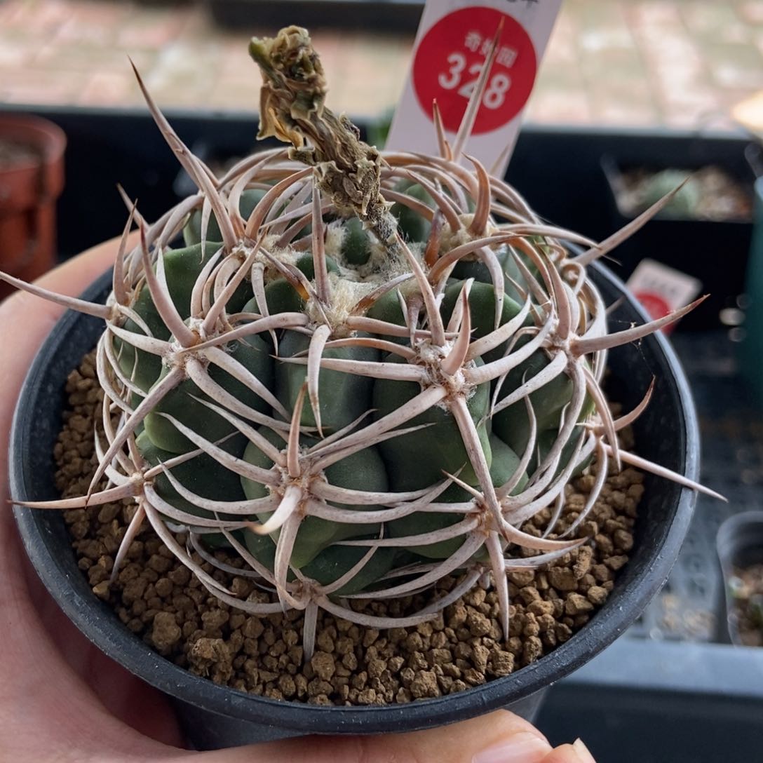 实生带中刺宝刺碧岩玉6.6cm