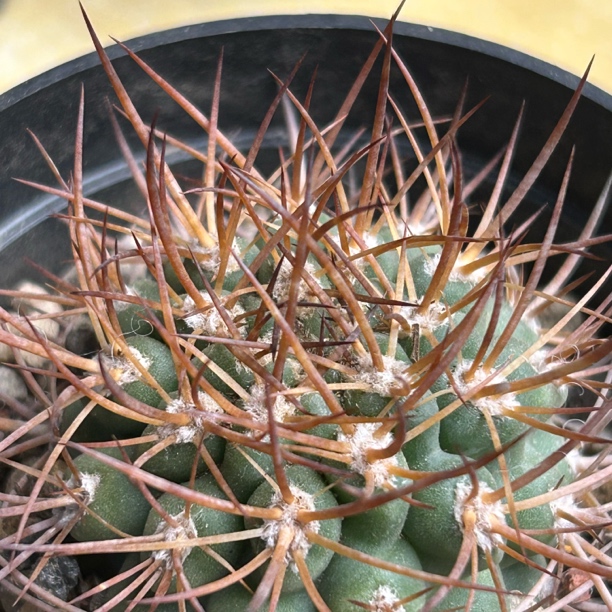 实生欧输强刺逆豹丸实生一物一拍仙人球多肉植物绿植盆栽