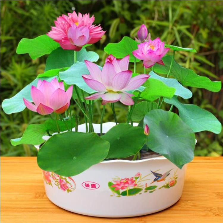 【水培荷花】碗莲庭院阳台盆栽花卉水培植物迷你莲花籽商品图