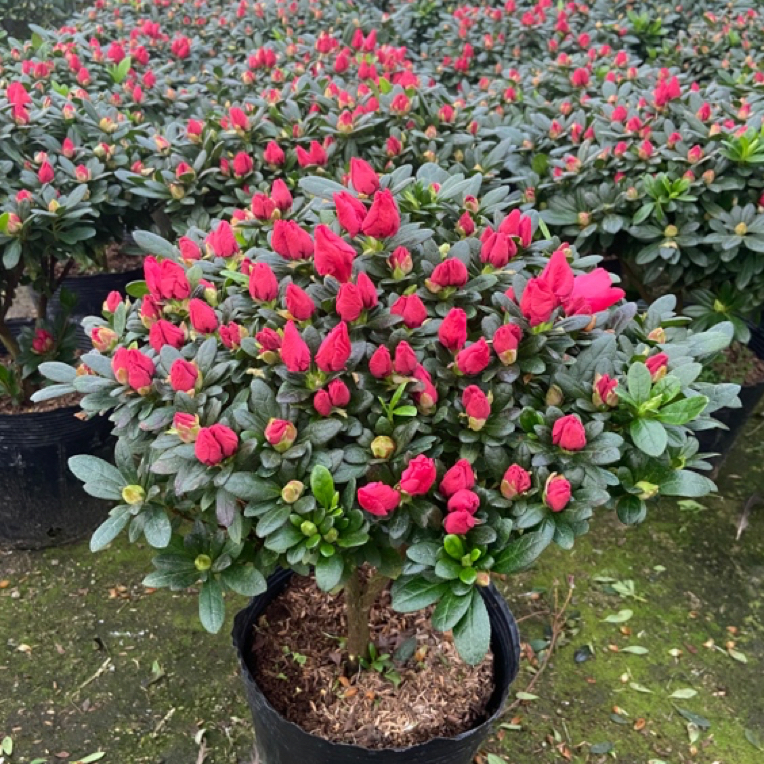 红色杜鹃花盆栽花卉植物室内四季易开花带花苞客厅盆栽植物室内