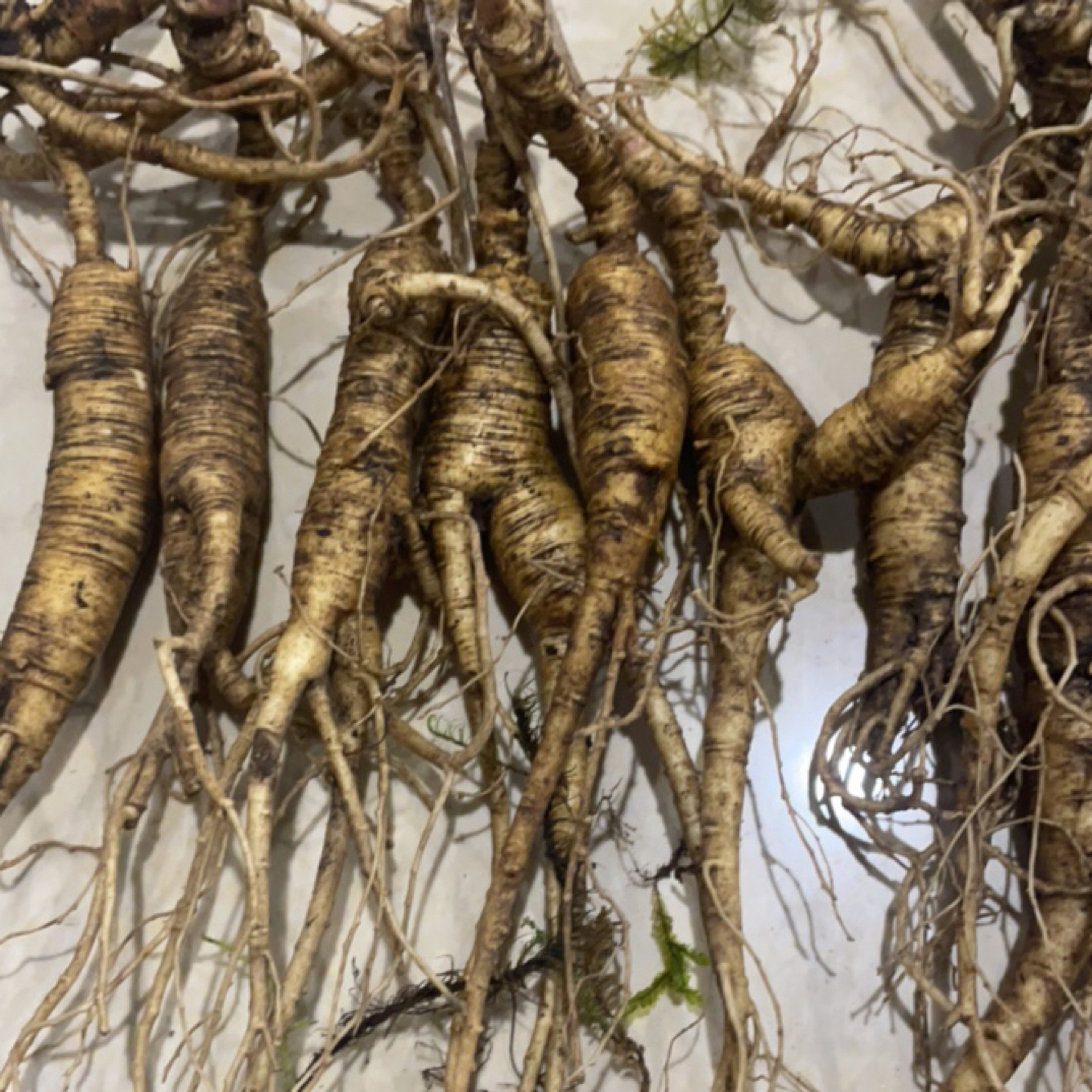 林下参 人参小亮 《临时改价链接》