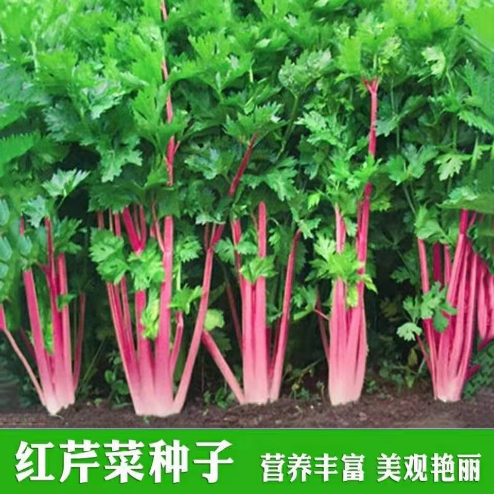 红芹菜种子春秋季四季白芹菜种子小香芹种子阳台盆栽蔬菜种孑